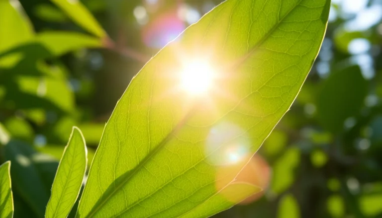 Showcasing CBD Tobacco leaves in vibrant green tones against a soft-focus background, conveying natural calmness.