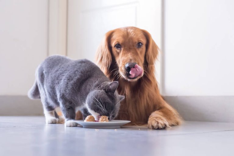 dog-attempts-to-eat-cat-s-food-off-of-a-plate