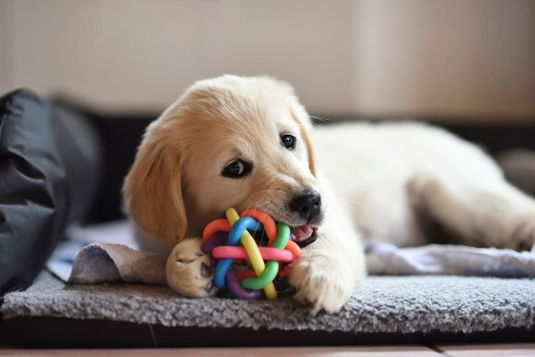 good-advice-puppy-toy