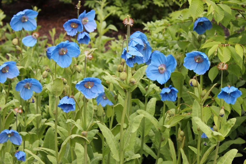 poppy-2350999_1920